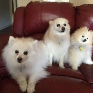 Meet your Posher, Pat